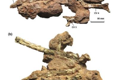 O nouă descoperire paleontologică în colecția Societății Muzeului Ardelean