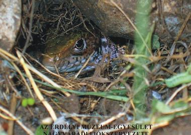  Globális környezetváltozás – természeti értékeink védelme fényképkiállítás és vetítettképes előadás