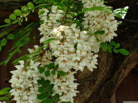 Bartók Katalin: Özönnövények Romániában. Mi lesz az akáccal? 