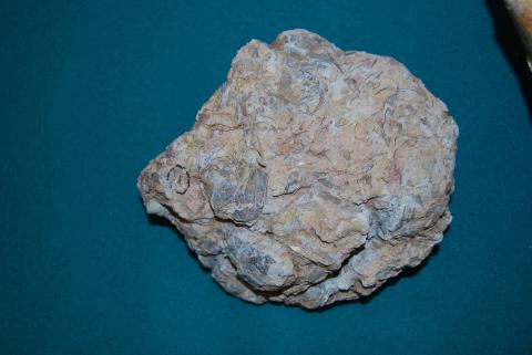 Kiemelkedő eredmény az erdélyi őslénytan-kutatásban